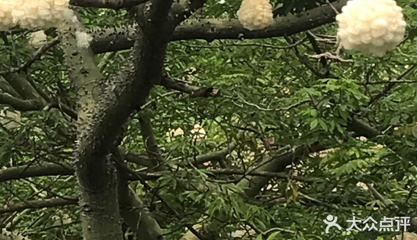 木棉花开 飞絮濛濛