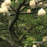 木棉花开 飞絮濛濛