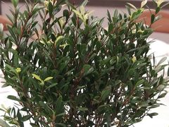 -御仙都北京菜馆·烤鸭店(双井店)