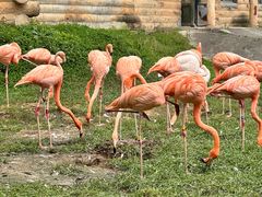 -哈尔滨北方森林动物园