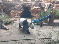 -石家庄市动物园