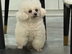 -川耳坊专业采耳馆