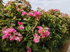 -上海滨江森林公园
