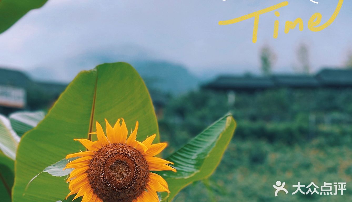七月𝗦𝗨𝗠𝗠𝗘𝗥限定🌞母亲与向日葵🌻有约