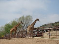 -大连森林动物园