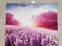 -紫光园·烤鸭·北京菜(劲松店)