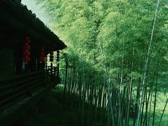 -大唐贡茶院
