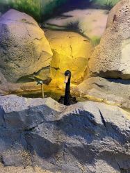 -酷嗒动物文化乐园(cutezoo西溪乐天城店)