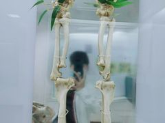 景点-成都大熊猫繁育研究基地