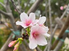 -天适樱花悠乐园