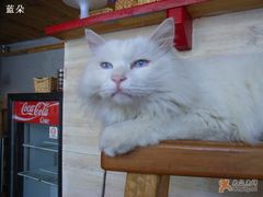 -Babycat私家御饼屋(龙头路一店)