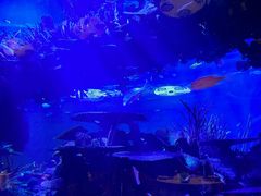 -迪拜帆船酒店海底餐厅