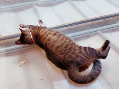 -猫的天空之城概念书店(杭州南宋御街店)