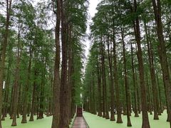 -渌洋湖湿地公园