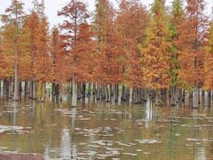 -白鹭湾湿地公园