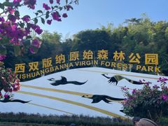 -西双版纳原始森林公园