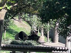 -中国大熊猫保护研究中心雅安碧峰峡基地