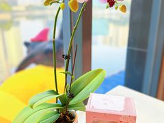 -珈境湖畔餐厅·湖北菜·江浙菜•樱花季(西北湖店)