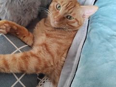 -汪喵宠物医院·骨科心脏影像·犬猫急重症ICU诊疗中心(成华分院)