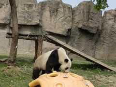 -上海野生动物园
