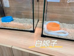 -Moni星球萌宠·小马宝莉·灵蛇·高端高阶全萌宠互动体验俱乐部(红豆国际广场店)