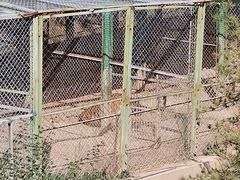 -青藏高原野生动物园