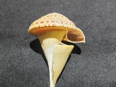 -贝壳王国博物馆