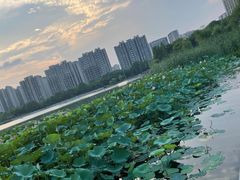 -南翔镇银翔湖公园