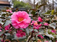 -杭州张苍水先生祠