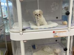 -翊宠yipet猫狗购宠庄园犬舍•猫舍