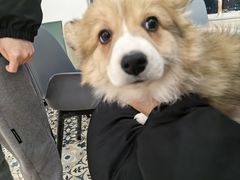 -Let's go狗咖·猫咖·奶狗·桌游(春熙路IFS店)