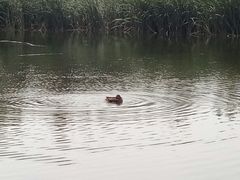 -前关湿地公园