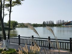 -上海长兴岛郊野公园