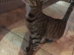 -山色西餐·柴火烤披萨