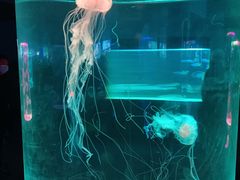 -苏州海洋馆