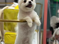 -FAELING PETS美天灵宠物(合生汇店)