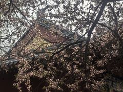 -桃花堤公园