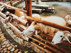 -泉州海丝野生动物世界