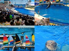 -海合安天津极地海洋公园