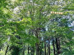 -井之头恩赐公园