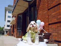 -超宠爱宠物摄影-Super pet