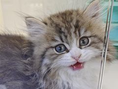 -小猫来了·猫咪专售(红山六九七九店)