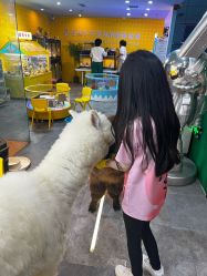 -神奇动物撸宠馆·羊驼·小浣熊·异宠(豫园店)