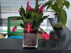 -金陵花卉交易市场