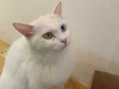 -Heymao猫咖.咖啡厅(东门店)