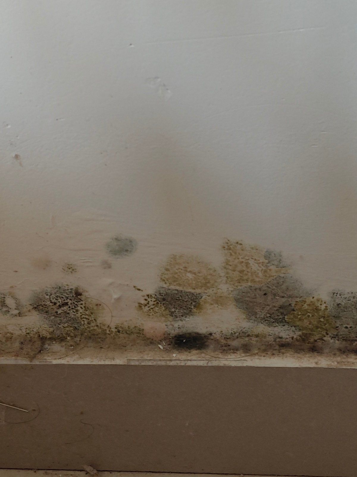 
#生活小妙招#实用生活小妙招#墙壁发霉#0元