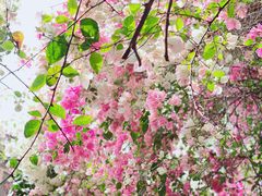 -深圳国际园林花卉博览园