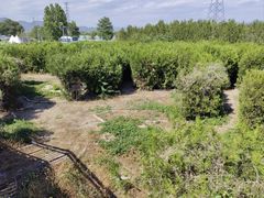 -亲兄弟真人CS团建拓展基地