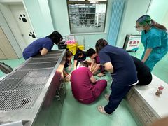 -北京观赏动物医院·24小时大型综合·猫专科·异宠专科