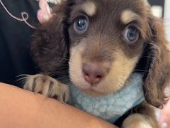 -萌宠之家·腊肠犬·马尔泰·小体犬舍